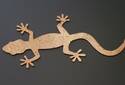 Green Label: cork gecko | © RATHGEBER GmbH & Co. KG
