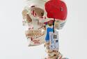 Anatomiemodell: menschlicher Skelettkopf | © smart-TEC GmbH & Co. KG