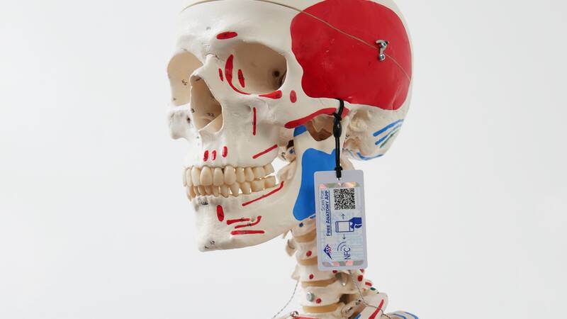 Anatomiemodell: menschlicher Skelettkopf